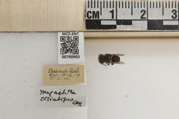 Media type: image;   Entomology 790903 Aspect: Labels